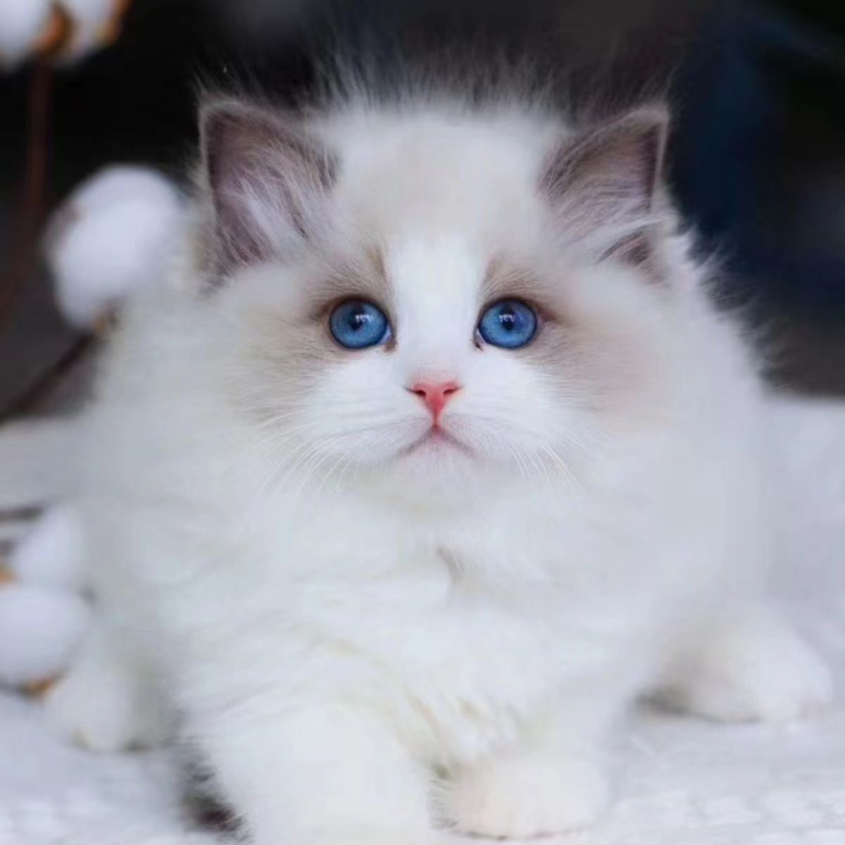 布偶猫幼猫宠物猫活的幼崽蓝双海双山猫手套蓝眼睛贵族仙女猫