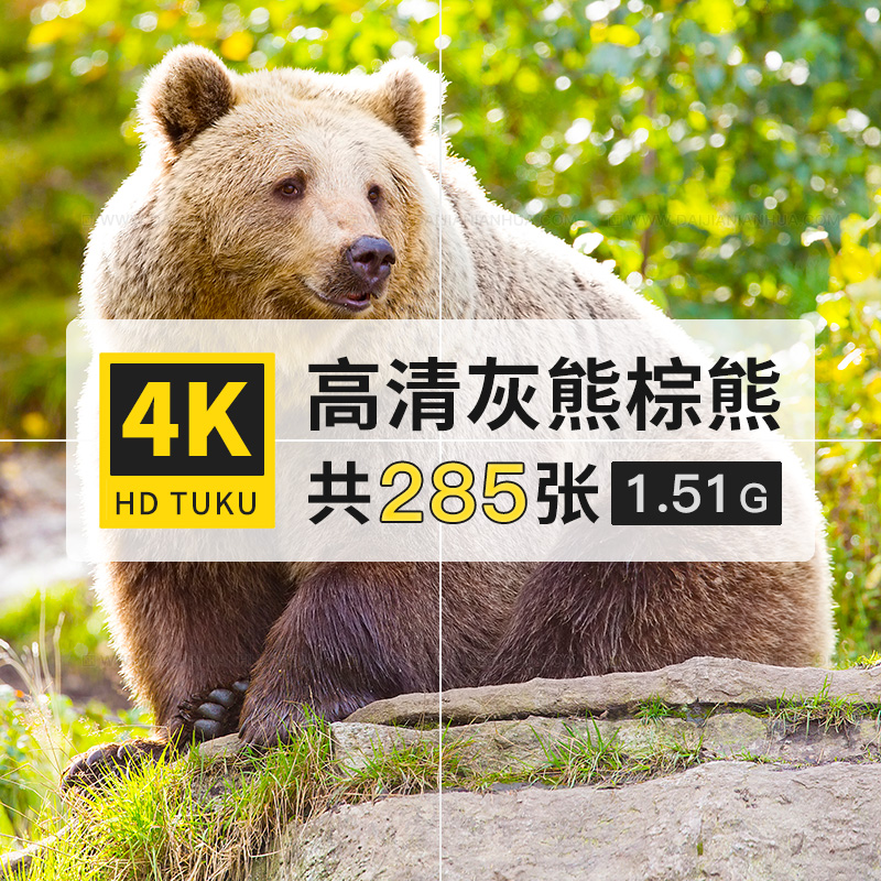 棕熊灰熊黑熊哺乳动物大图4K超高清电脑图片壁纸海报绘画插画素材