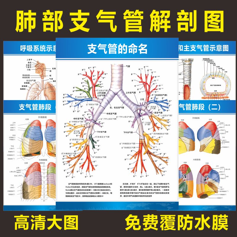 气管解剖图