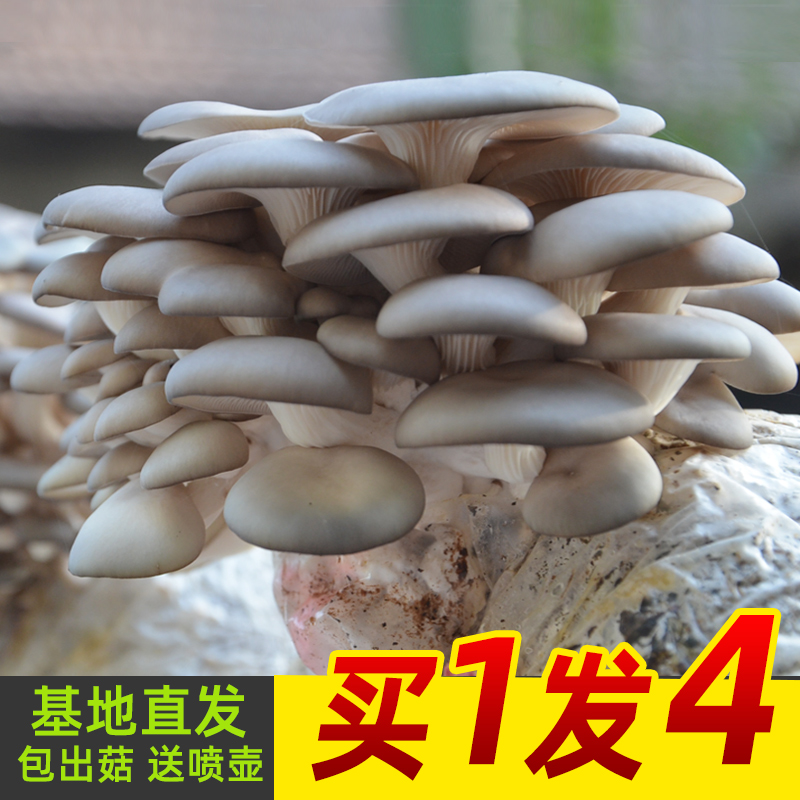 蘑菇种植包菌种菌包家种菌菇香菇食用黑平菇袋装家庭菌棒盆栽香菇