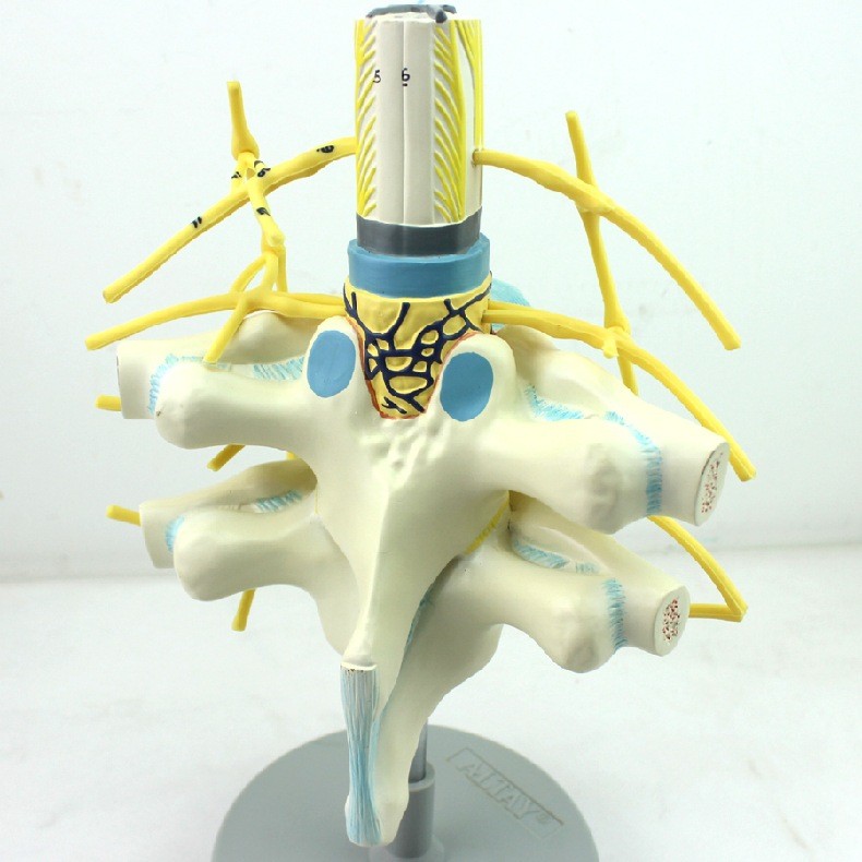 ENOVO颐诺 胸椎脊髓脊神经交感神经干模型 人体脊柱模型神经纤维