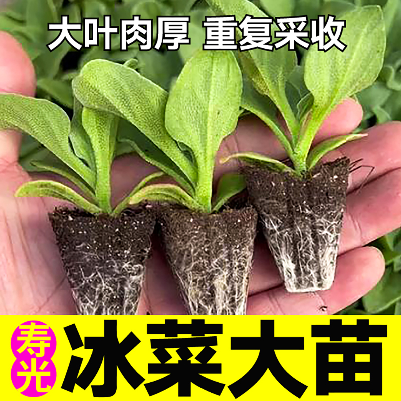 大叶冰菜苗秧种子脆嫩更大颗粒高产蔬菜台湾水晶冰草籽四季盆栽