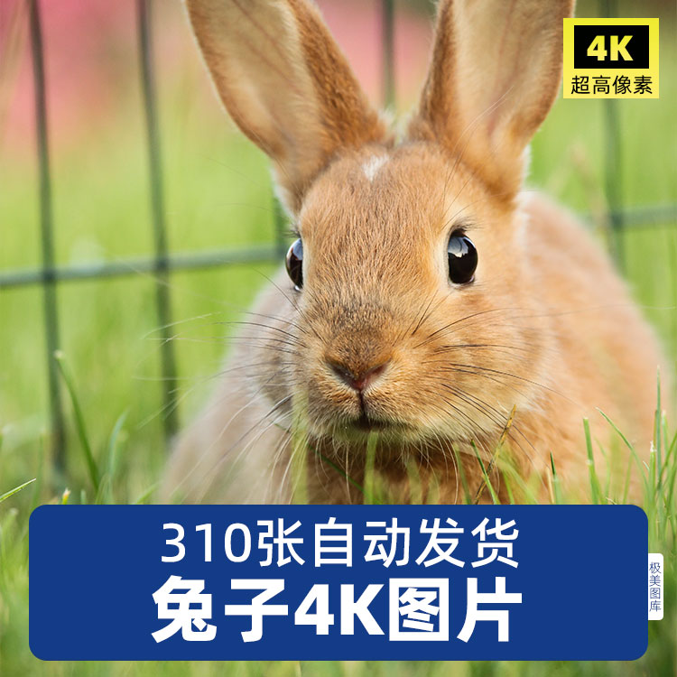 高清4K小白兔子动物摄影灰兔黑兔绘画背景喷绘设计素材JPG图片