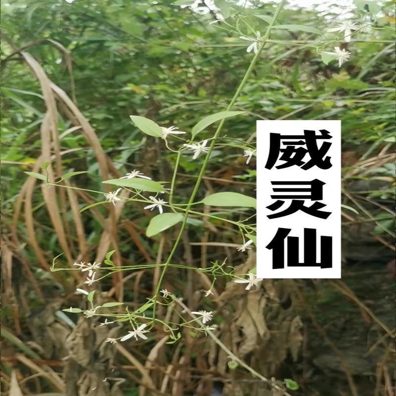 威灵仙种子 百条根铁扫帚铁丝灵仙老虎须 多年生草本药材植物种籽