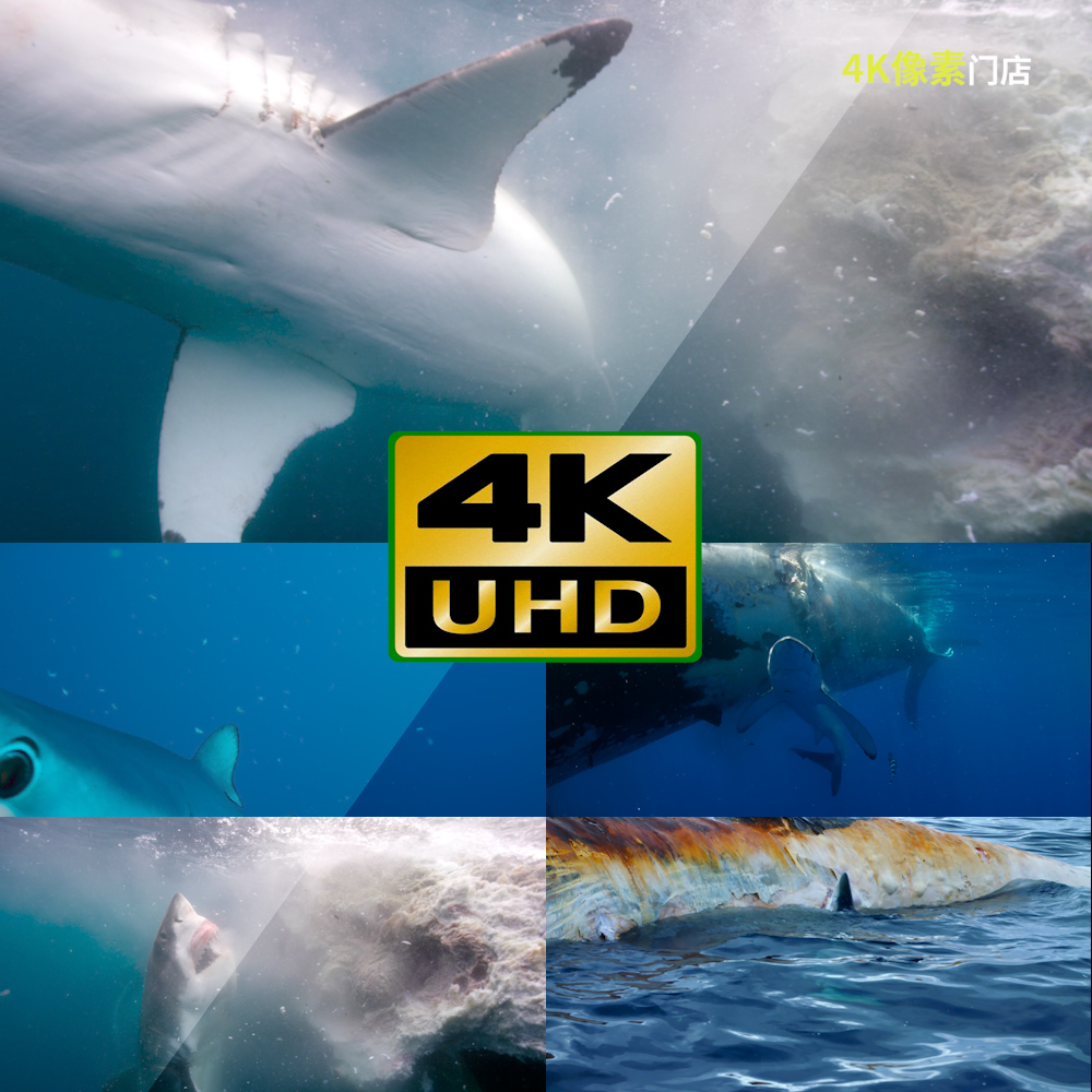 300-4K视频素材-鲨鱼雪山极地捕食冰冻冰霜南极日出夕阳航拍风光