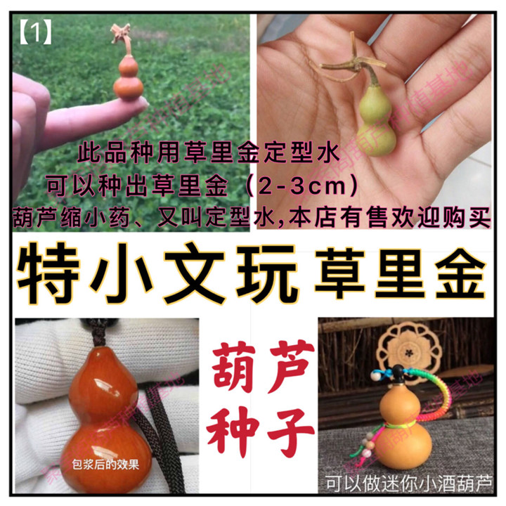 特小葫芦种阳台盆栽文玩手捻草里金2-5cm大中小八宝巨型瓠子瓢籽