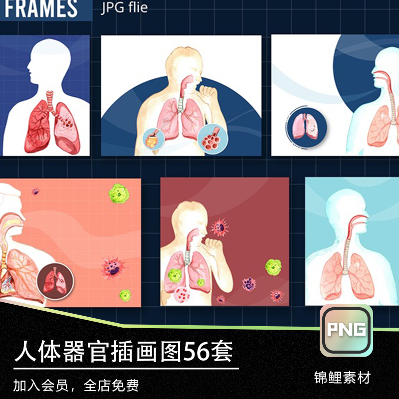 人体器官医学各人体组织结构插画图PNG素材海报设计元素