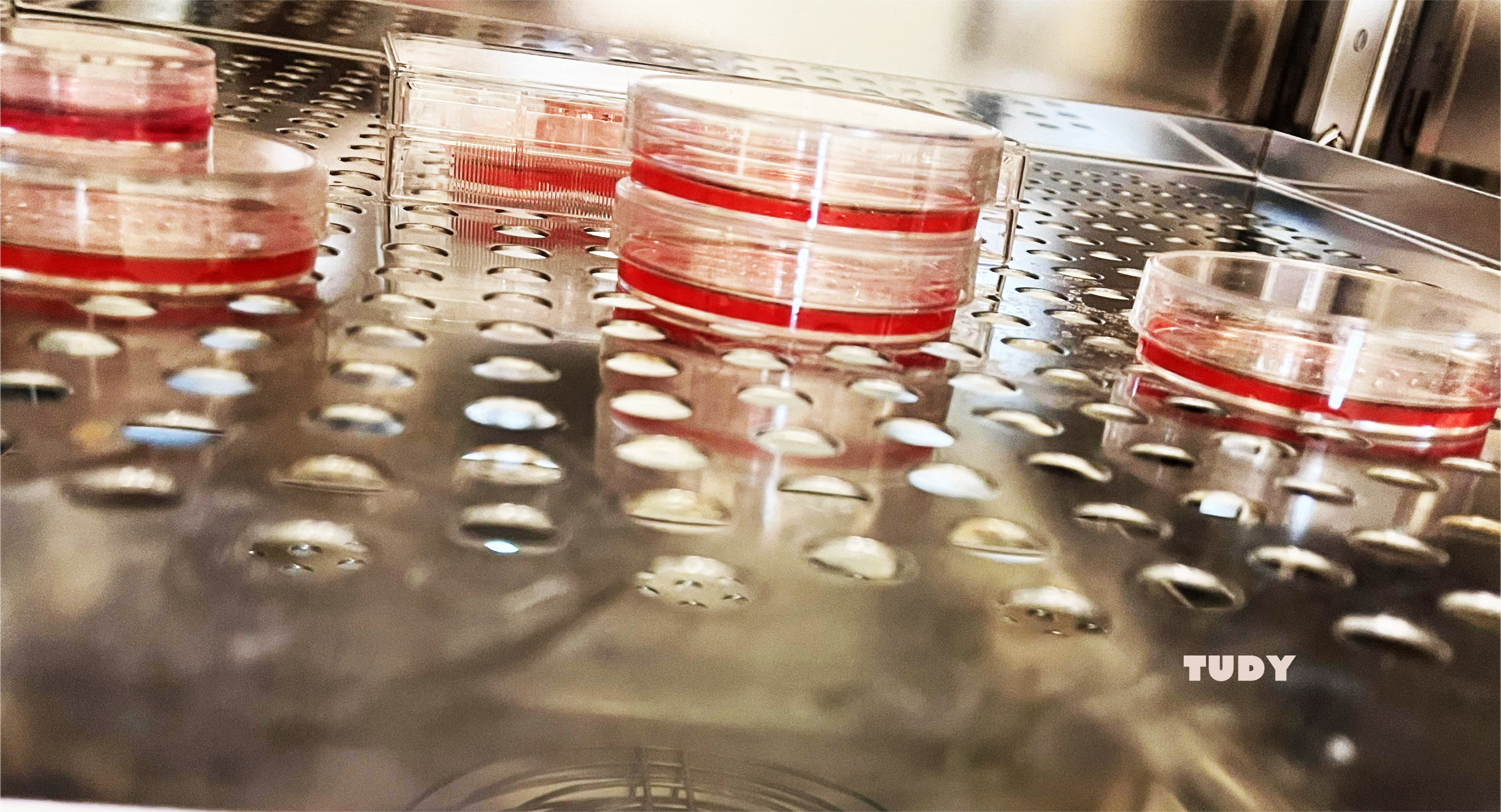 细胞毒性实验 生物实验 医学实验 CCK8 MTT