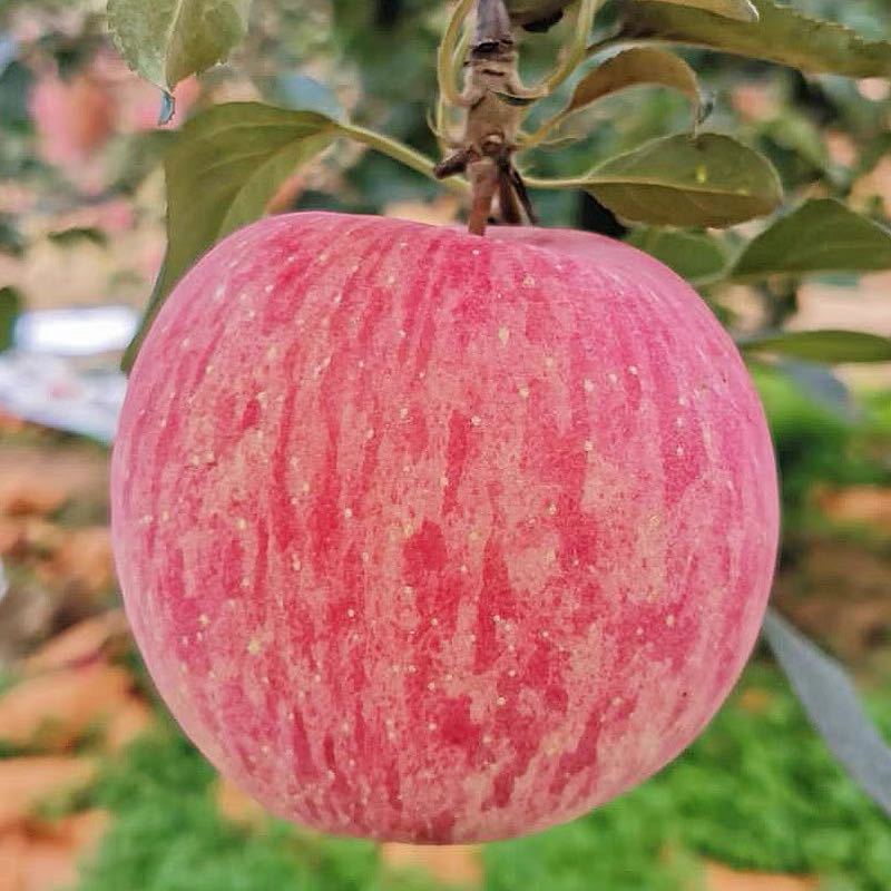 山西冰糖心苹果脆甜自采自销新鲜红富士万荣苹果5-9斤装苹果大果