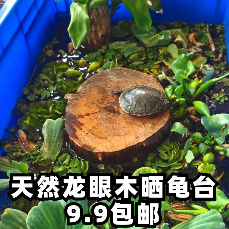 乌龟晒台生态龙眼木防腐皮烂甲调节水质龟缸造景两栖动物晒背浮岛