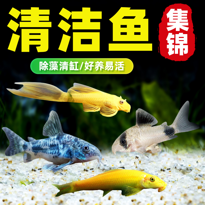 金苔鼠鱼除藻效果