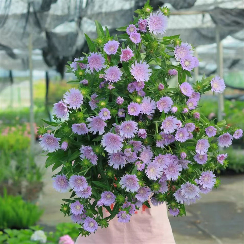 琉璃菊盆栽多年生耐热耐寒蓝紫色花卉阳台庭院宿根好养易活菊花