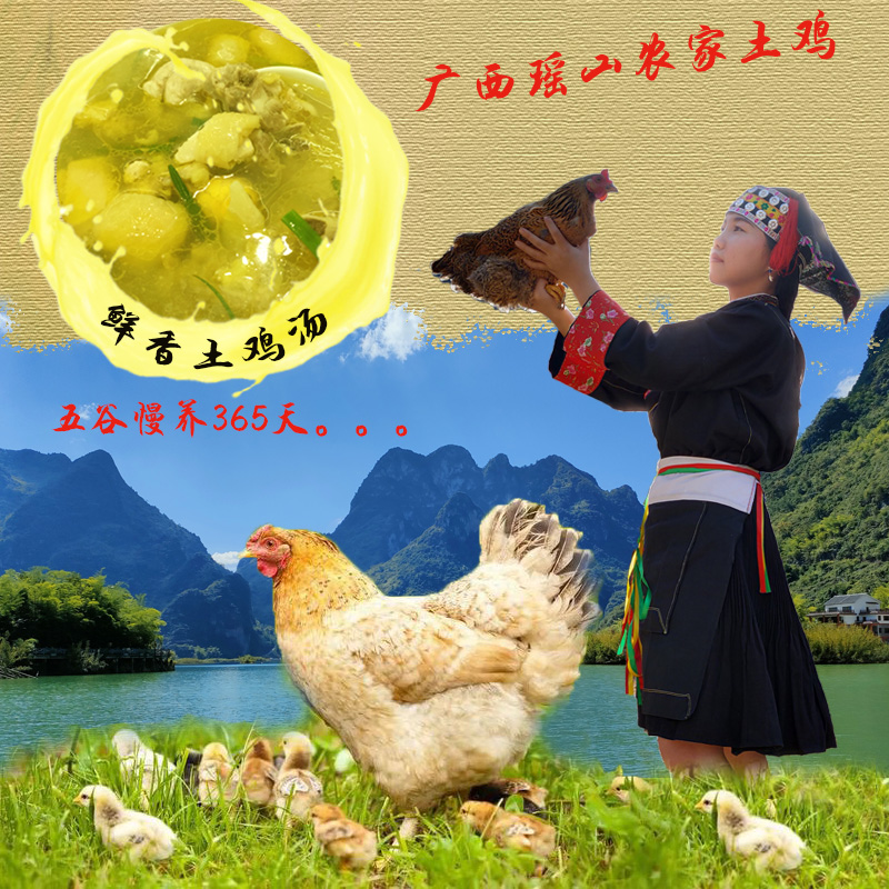 广西农村放养正宗土鸡 当天现杀 真空包装新鲜散养跑山鸡煲汤母鸡