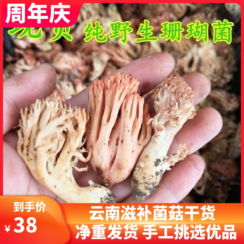 新鲜野生珊瑚菌 云南特产山珍蘑菇扫把酒店美食材500克食用农产品