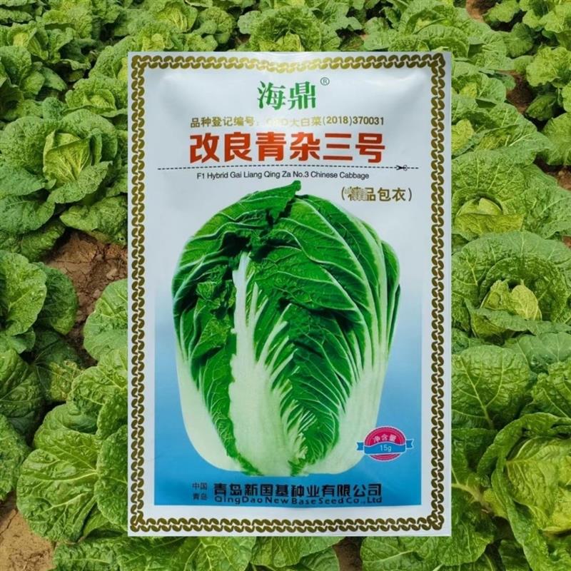 改良青杂三号白菜种子青岛精纯大白菜种子秋季菜蔬菜基地专用