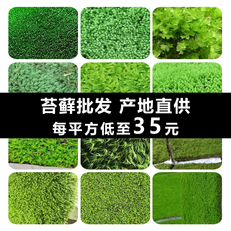 鲜活苔藓绿植日式庭院园林绿化微景观大灰藓盆栽铺面青苔白发藓
