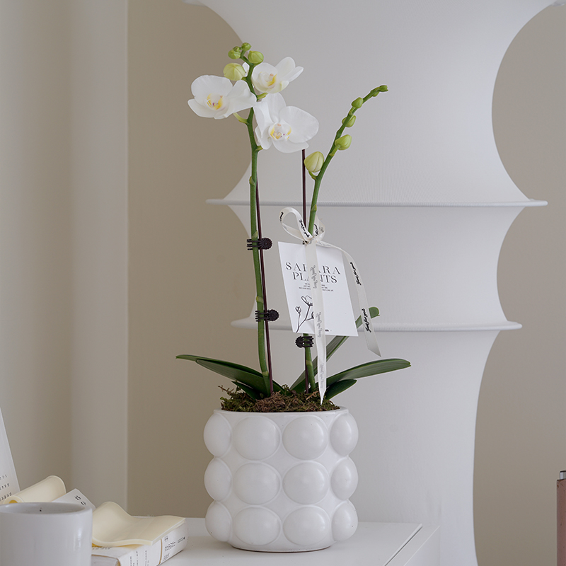 年宵白色花蝴蝶兰室内花卉绿植开花室内桌面办公室盆栽送礼植物