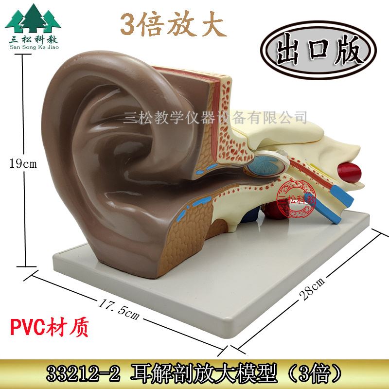 放大3倍耳解剖模型 人体耳朵模型 内耳 耳蜗 半规管 鼓膜 颅骨底
