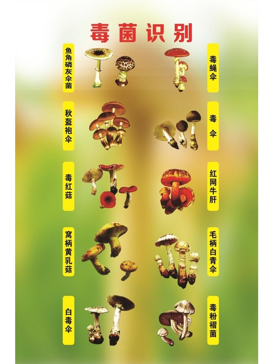 毒菌识别海报珍爱生命拒绝野生蘑菇误食野生有毒蘑菇可导致死亡