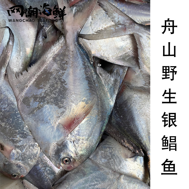 舟山海捕野生银鲳鱼白磷鲳鳊鱼平鱼新鲜鲳鱼1斤2条 6-8两 8两-1斤