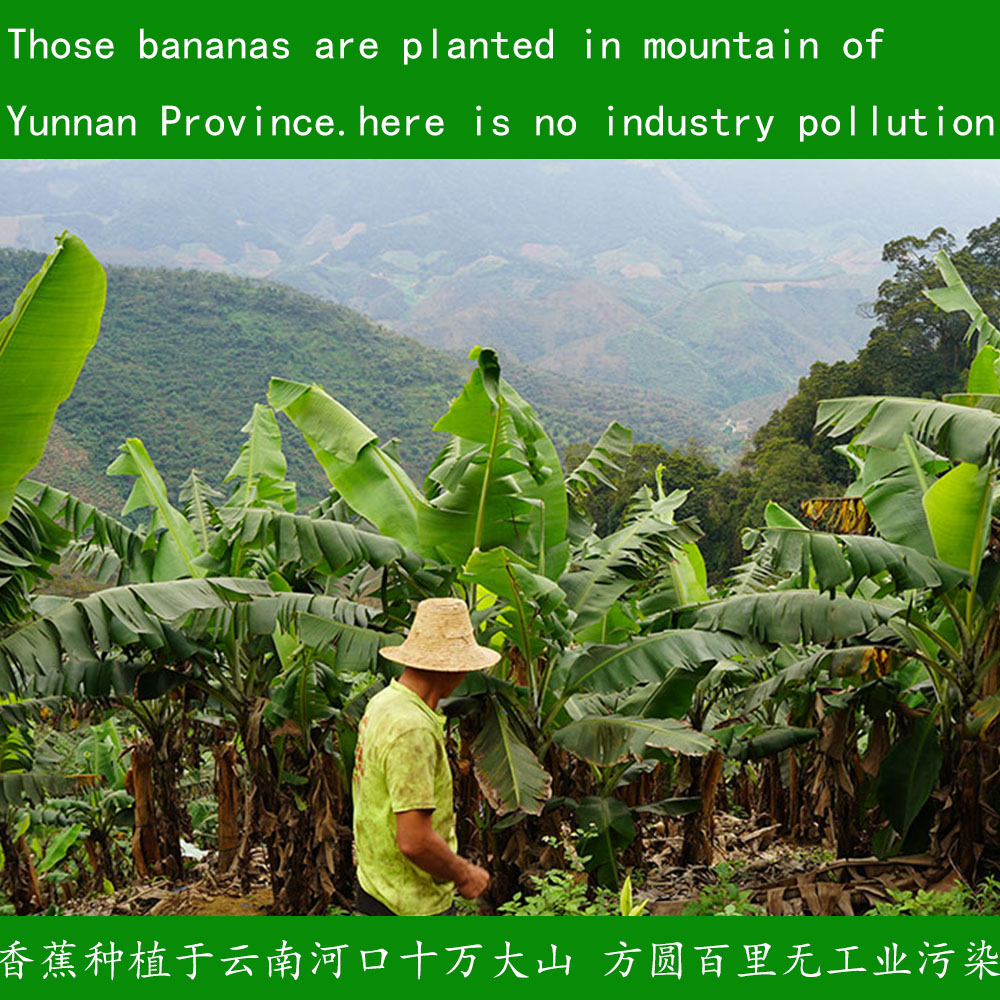 云南河口高山丑香蕉芝麻蕉老品种自然熟无药香甜威廉斯 banana