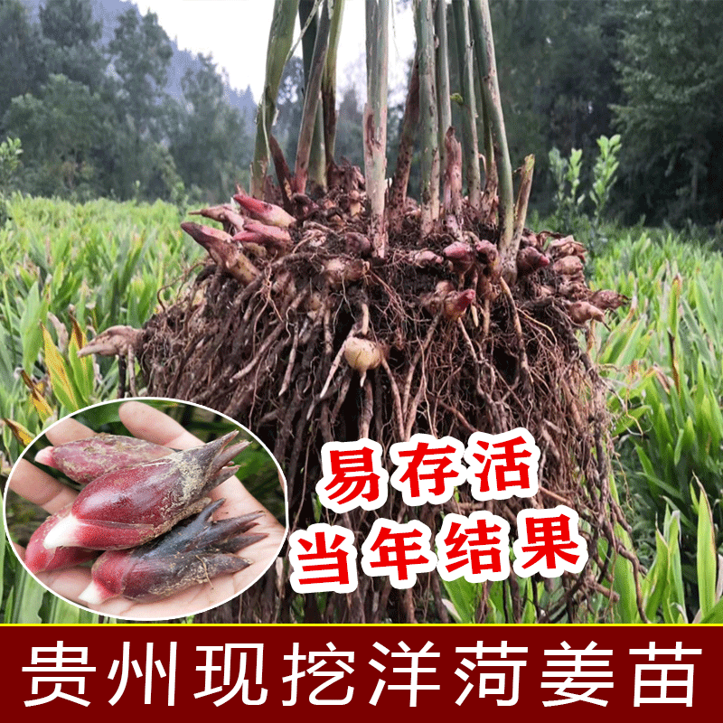 洋菏姜苗新鲜贵州农家自种现挖3/5斤野生洋火阳和菏阳霍洋河根种