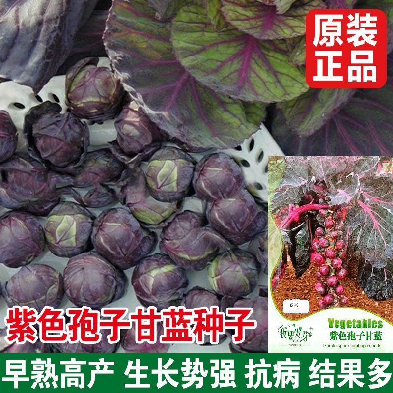 紫色孢子甘蓝种子 早熟结球紧实高产叶绿色少抱子甘蓝籽蔬菜种子
