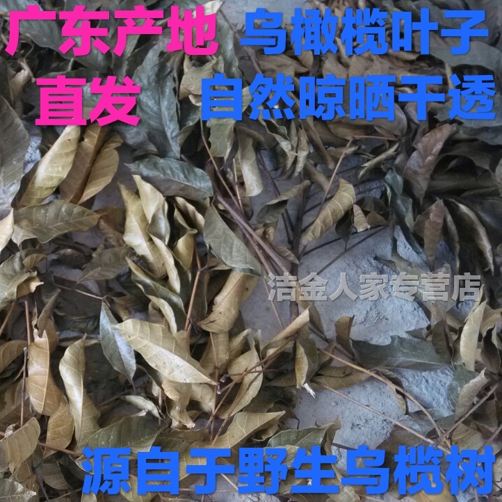 泡水煮茶乌榄核叶生鲜采摘经自然晾晒干透无坏每捆约30克黑榄树叶