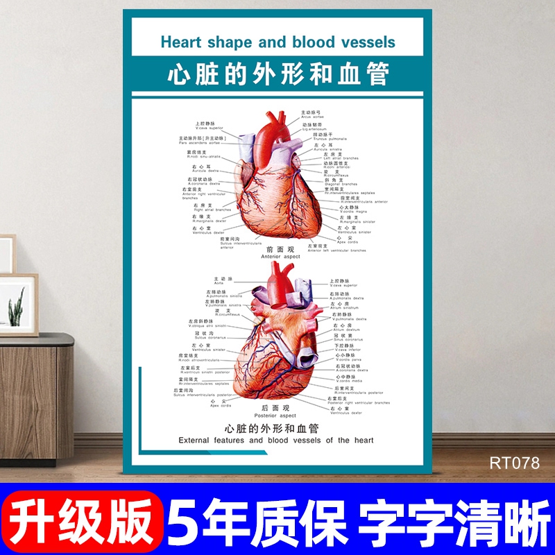 心脏的外形和血管挂图医院诊所人体器官分布图宣传海报内脏示意图