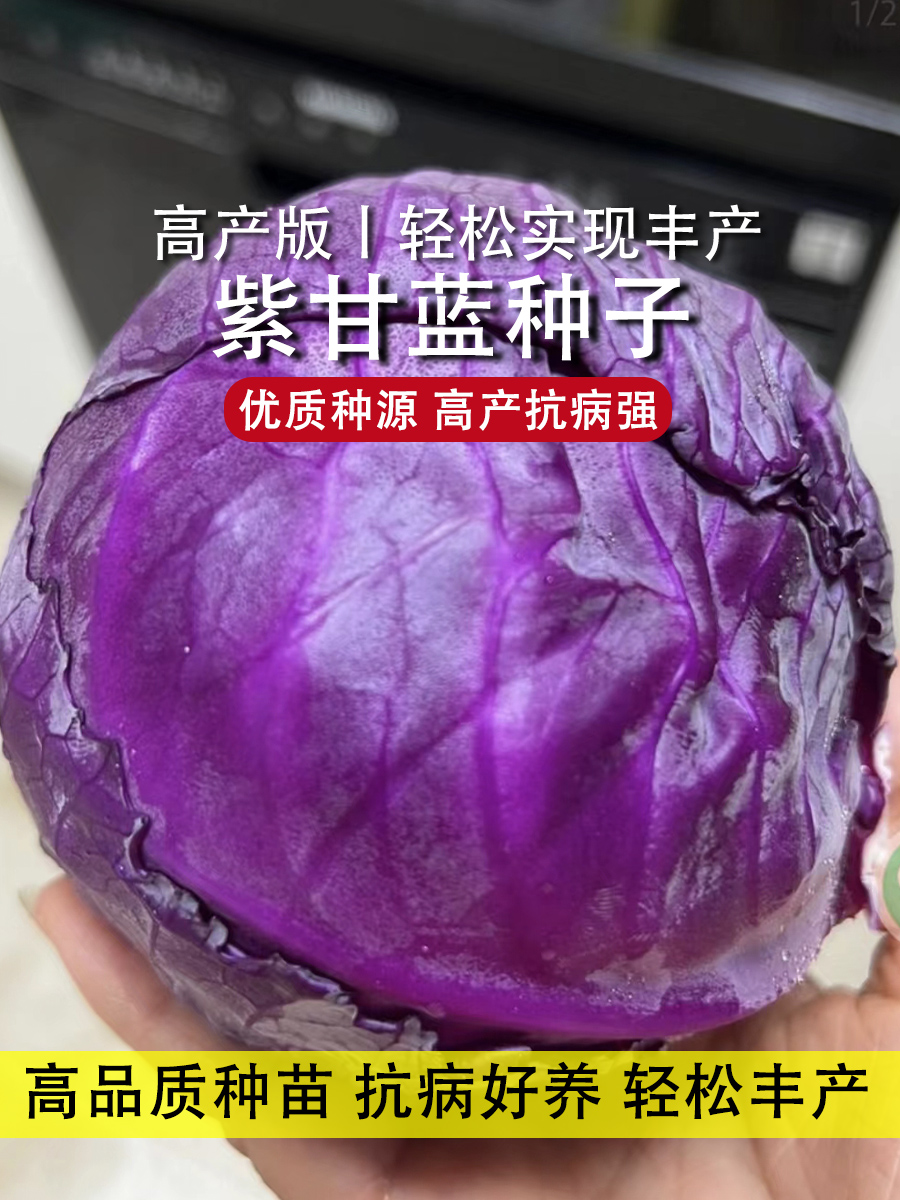 紫水果甘蓝菜籽种大全小叶菜种子盆栽种籽各种蔬菜种孑夏四季特色