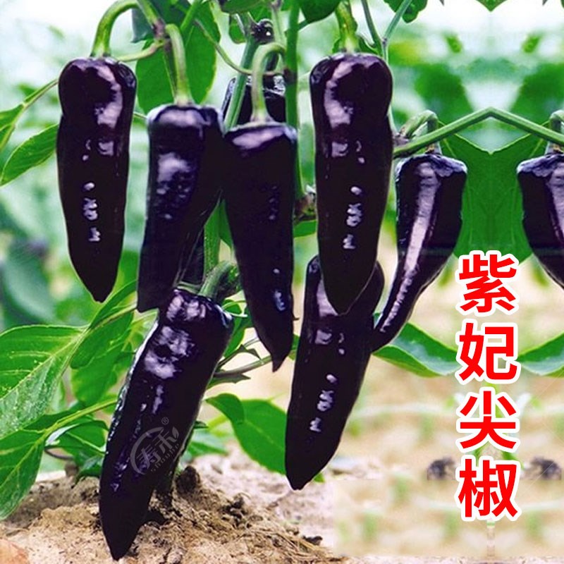 紫妃尖椒种子 紫色微辣彩椒辣椒高产抗病牛角寿光蔬菜种籽孑籽种