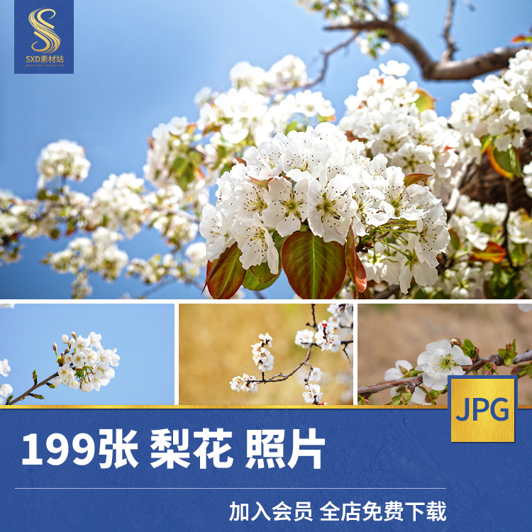 高清JPG素材梨花梨树枝图片花卉植物摄影背景照春天盛开白色花朵