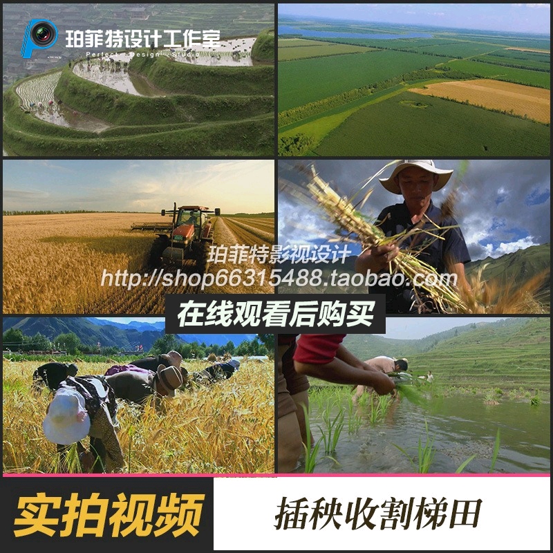 实拍视频素材航拍稻田农民农耕水稻收割丰收新农村台湾农业类高清