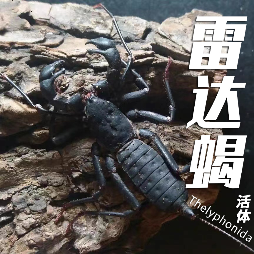 活体鞭蝎雷达蝎雨林型宠物爬虫蝎幼体1-1.5cm鞭蝎苗子另类宠物