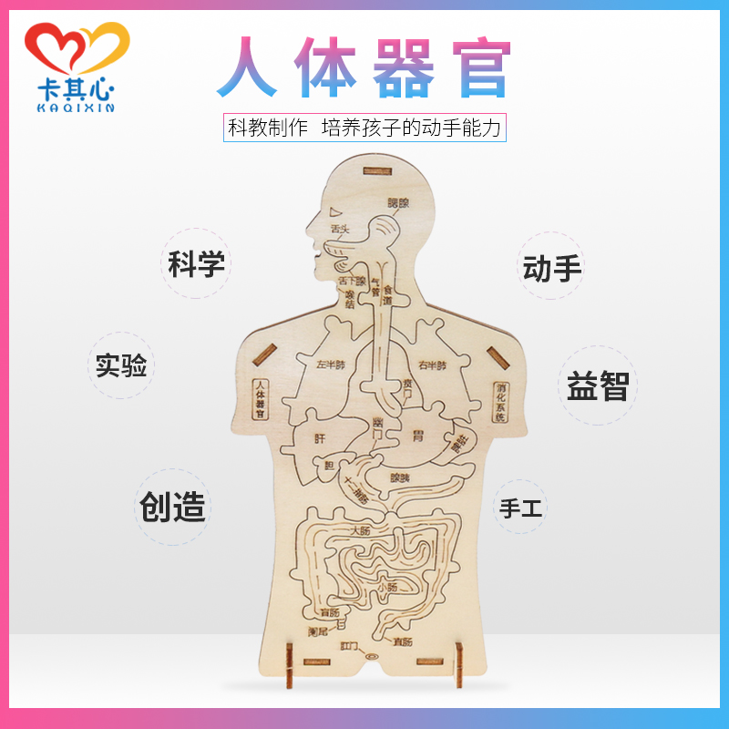 木质人体器官拼图模型科技小制作内脏科学实验认知DIY消化系统