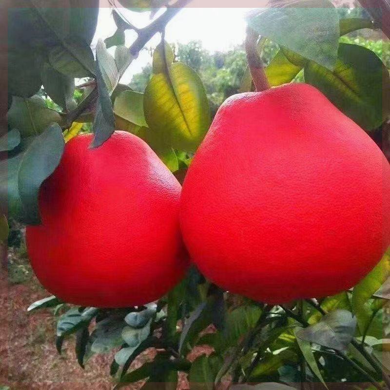 柚子树苗特大泰国红柚子苗南北方种植水果树苗盆栽地栽四季水果苗