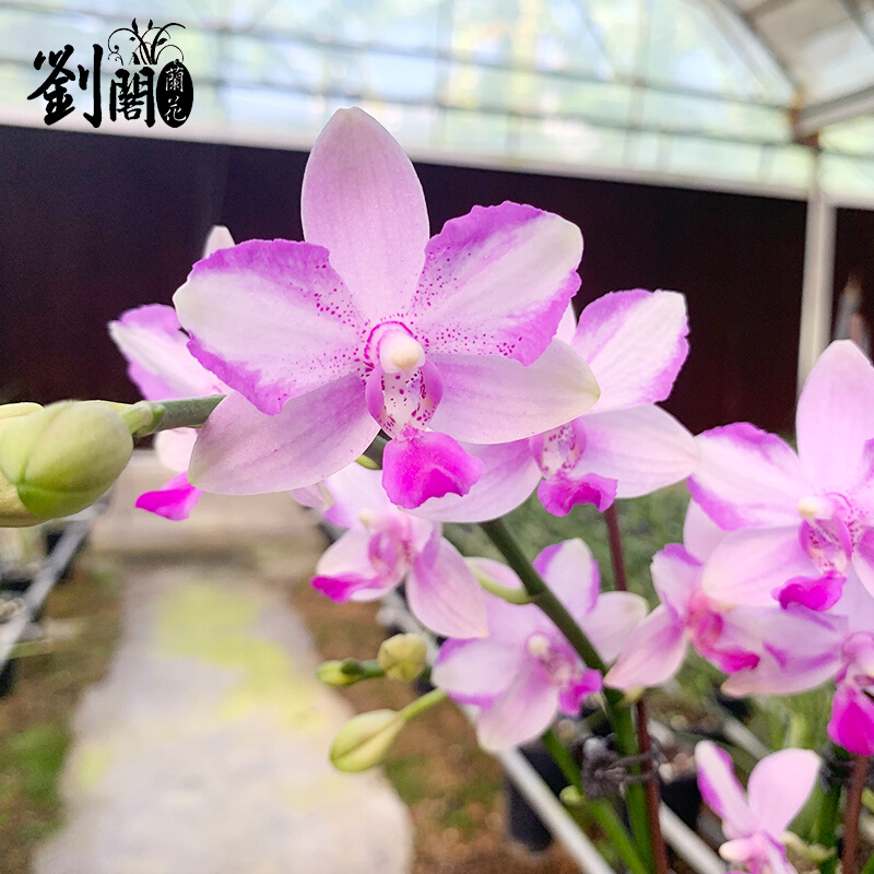 苗蝴蝶兰现带花苞出售 紫薇仙女 有香味的兰花卉客厅盆栽