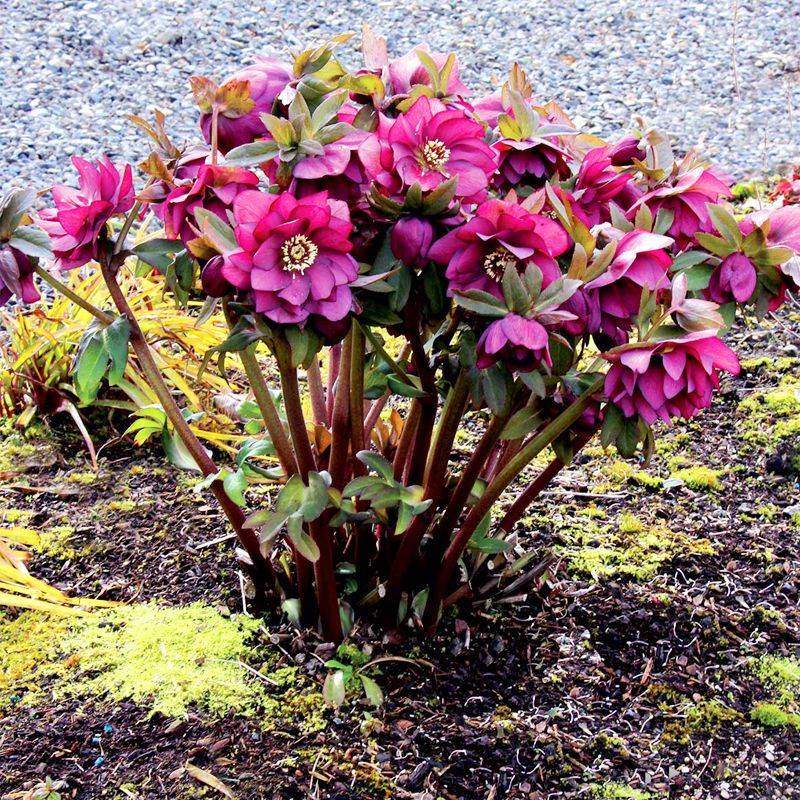 铁筷子盆栽花带花苞冬季开花庭院常绿耐寒植物室内外圣诞玫瑰户外