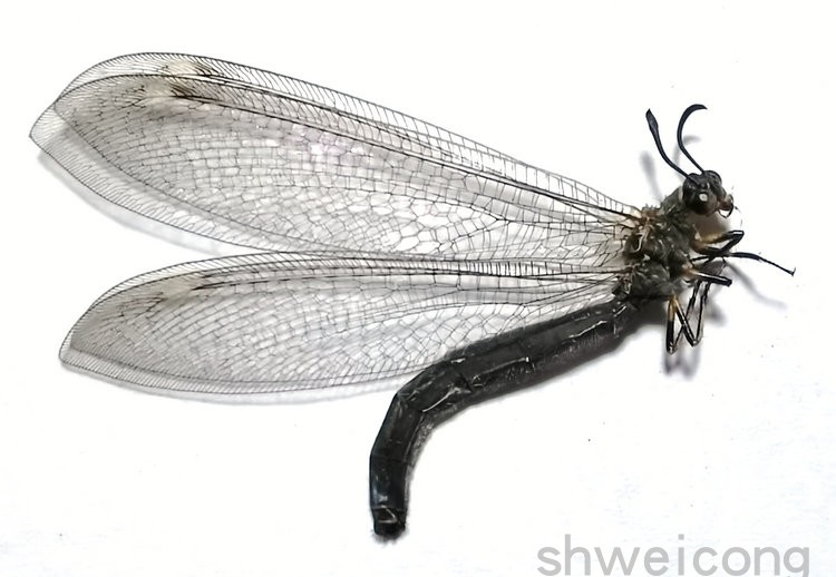 A1/A-品质 未展翅 中华东蚁蛉 Euroleon sinicus 昆虫原虫