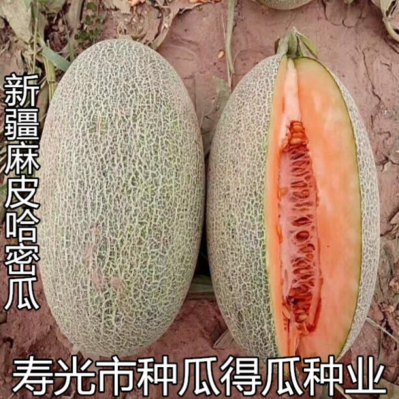 新疆哈密瓜种子苗南方北方早熟超甜网纹蜜瓜奶香蜜王哈密瓜种子