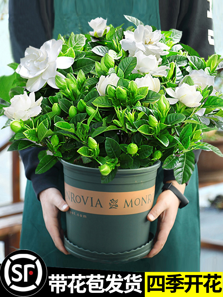 家里盆栽植物适合放卧室的绿植花奔室内房间养的花客厅桌上小好养