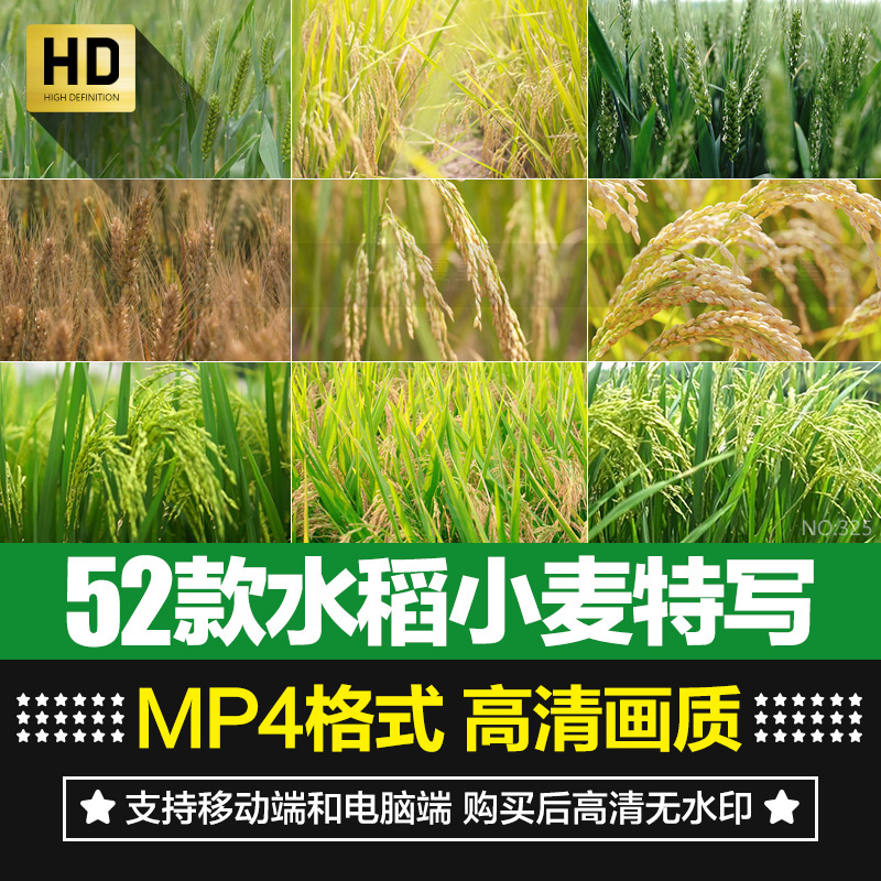 水稻小麦稻穗谷物成熟农业耕种庄稼丰收稻田特写实拍短片视频素材