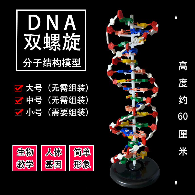 DNA双螺旋结构模型拼接遗传基因和变异diy初高中化学生物实验器材教具教学演示版DNA物理分子结构组件