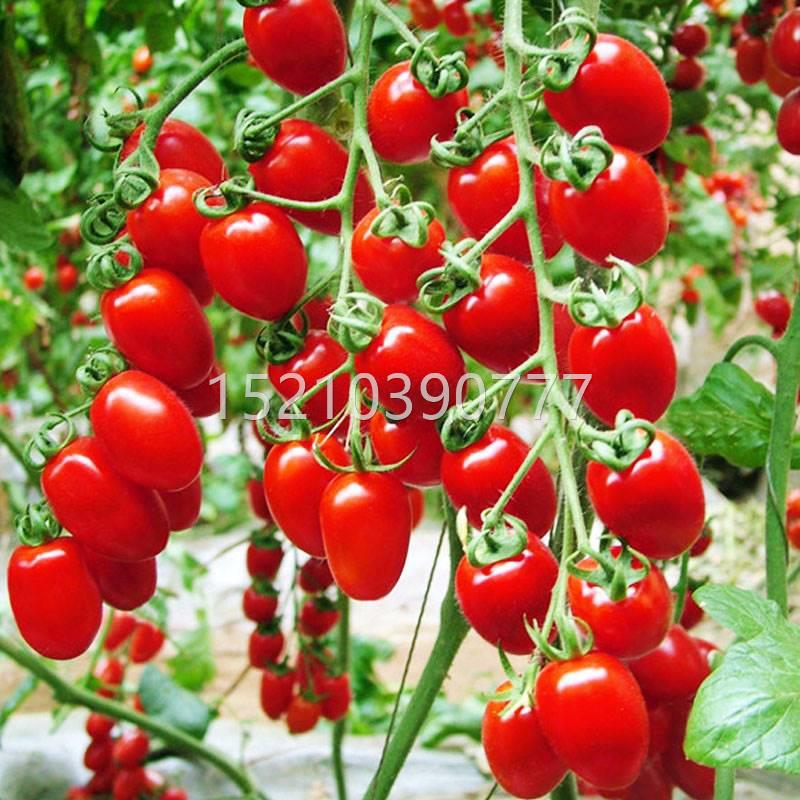红圣女黄圣女果樱桃小番茄种子种BWY高产蔬孑菜红柿籽盆栽西果蔬