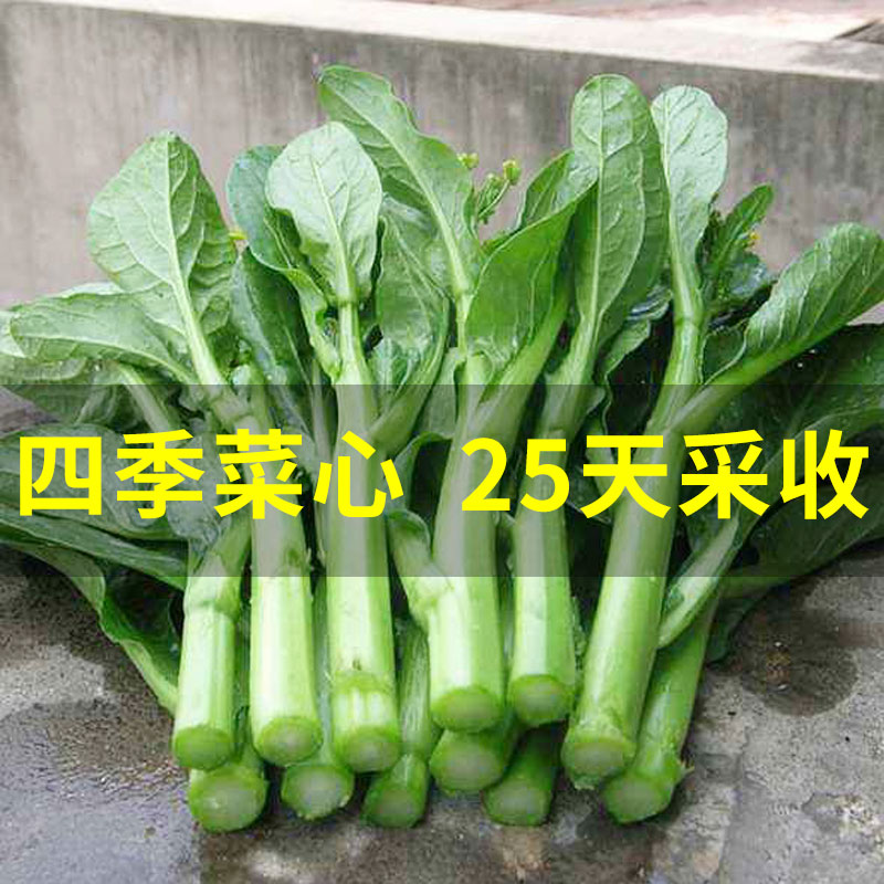 四九菜心种子种籽红菜苔苗孑广东增城迟菜种白甜菜心苔菜四季蔬菜