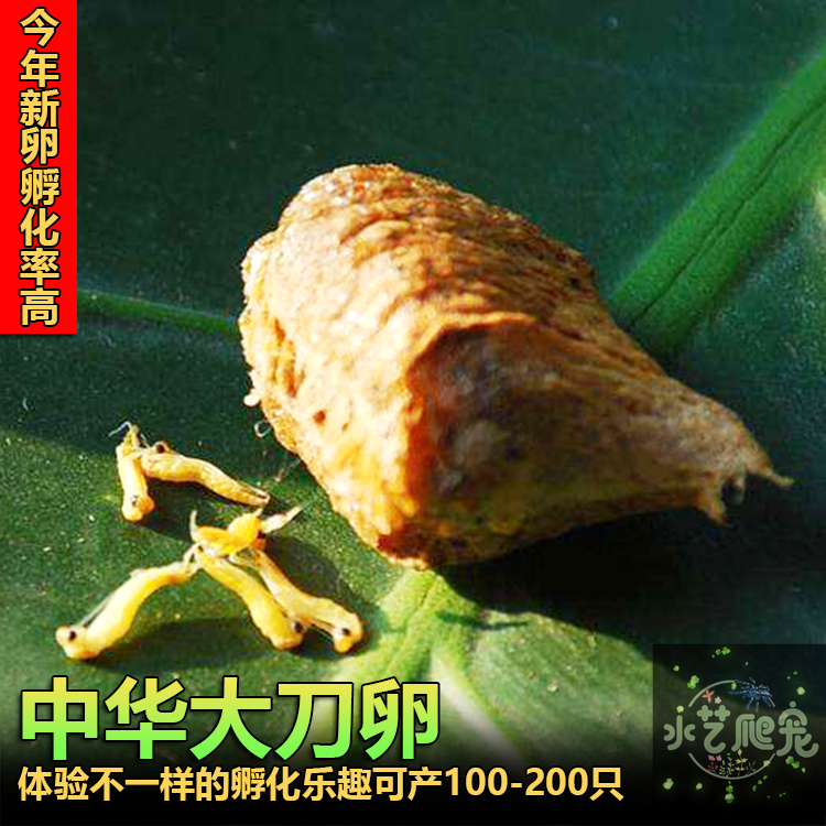 中华大刀螳螂图片