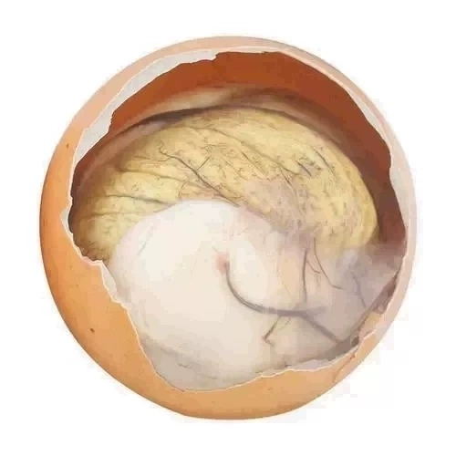 安吉 珠子开袋即食新鲜孵化13天喜蛋湖州特产20枚简装营养鸡胚蛋
