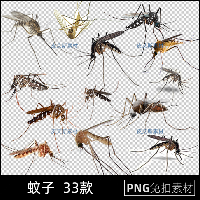 png免抠蚊子害虫实拍照片昆虫动物图片图案透明背景PS设计素材