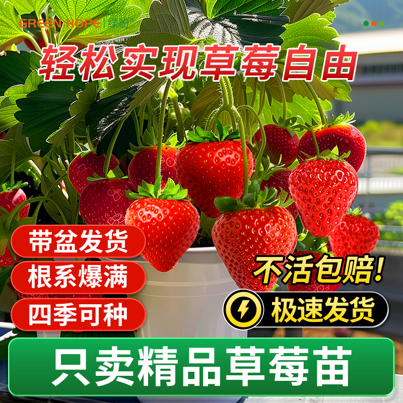 草莓苗四季结果奶油苗秧盆栽丹东99黑珍珠红颜原土原盆带果粉玉
