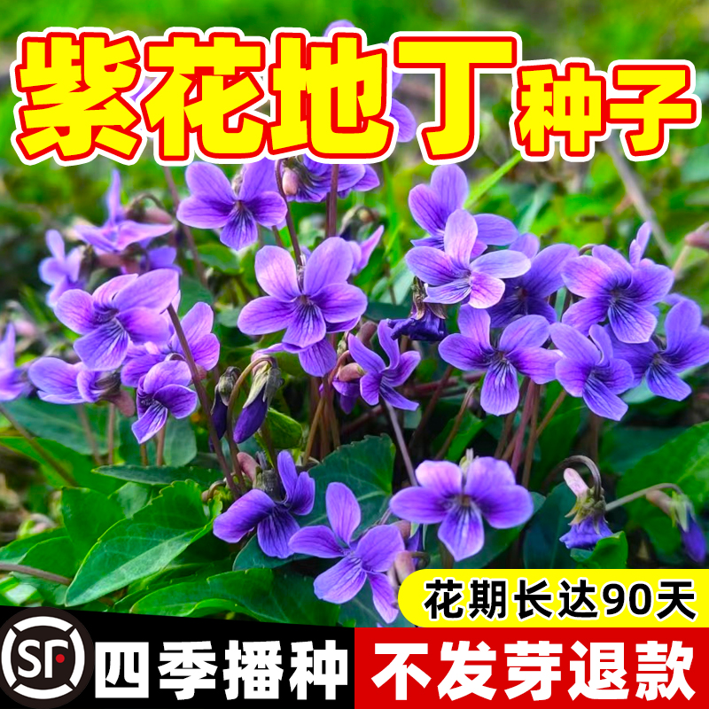 紫花地丁种子中药